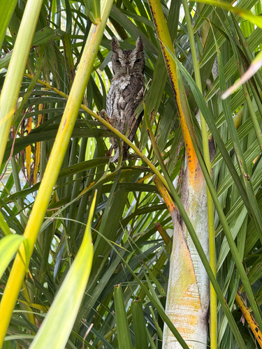 View observation of {o.common_name} on iNaturalist