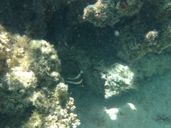 Heniochus chrysostomus