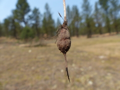 Perideridia gairdneri