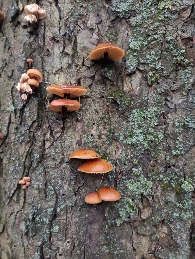 Flammulina · November 2025 · photo: © wildorchidsnearme (iNaturalist, cc-by)