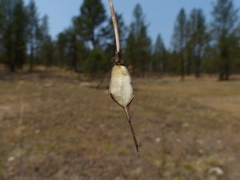 Perideridia gairdneri