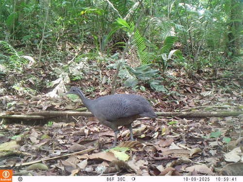 Gray Tinamou