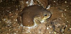 Uperodon globulosus