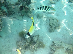 Chaetodon unimaculatus