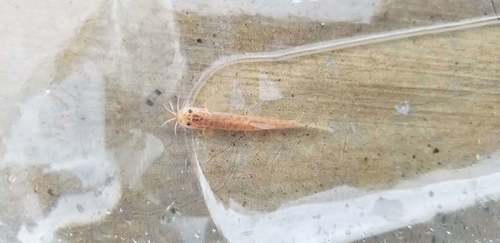 Evezard's loach (Indoreonectes evezardi) — Nemacheilidae — 2