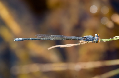 Cherry-eye Sprite