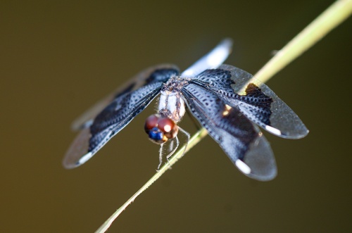 Portia Widow