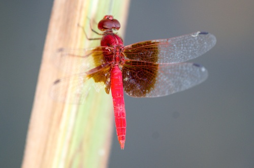 Red Groundling