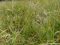 Carex idahoa