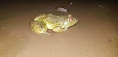 Hoplobatrachus crassus