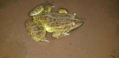 Hoplobatrachus crassus