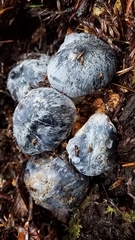 Entoloma medianox
