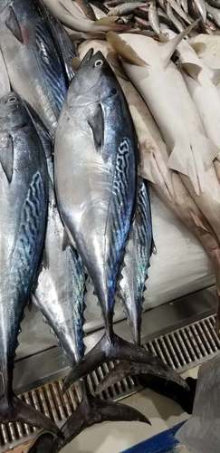 Photo of Kawakawa (Euthynnus affinis)