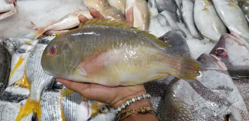 Robust tuskfish (Choerodon robustus) — Labridae