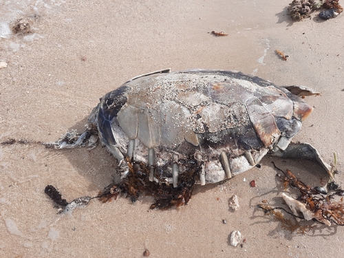 Chelonia mydas