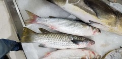 Ellochelon vaigiensis