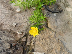 Portulaca rubricaulis