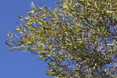 Eremophila mitchellii