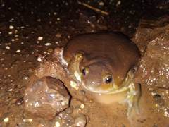 Uperodon globulosus