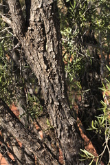 Eremophila mitchellii