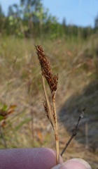 Carex idahoa