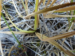 Carex idahoa