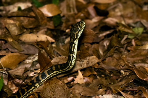 Coastal Carpet Python sighting