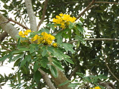 Senna racemosa