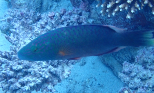 Oxycheilinus digramma