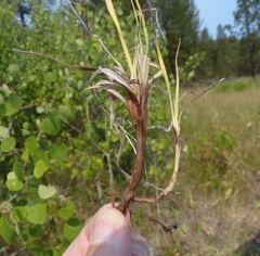 Carex idahoa