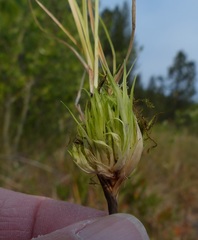 Carex idahoa