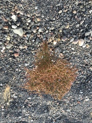 Eriogonum rixfordii