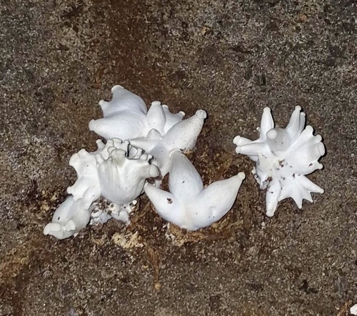 Pleurotus eryngii — (c) Katrin Simon, some rights reserved (CC BY)