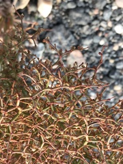 Eriogonum rixfordii