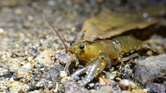 Euastacus guruhgi