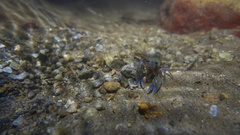 Euastacus guruhgi
