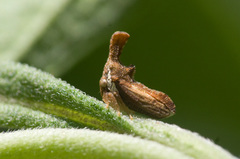 Hypsoprora adusta