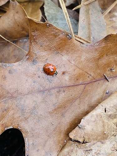 Asian Lady Beetle