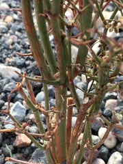 Eriogonum rixfordii