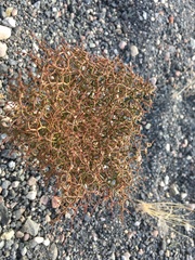 Eriogonum rixfordii