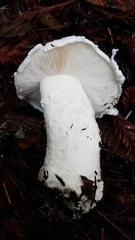 Amanita smithiana