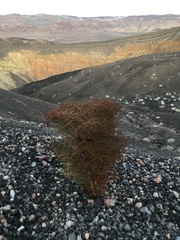 Eriogonum rixfordii