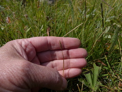 Carex idahoa