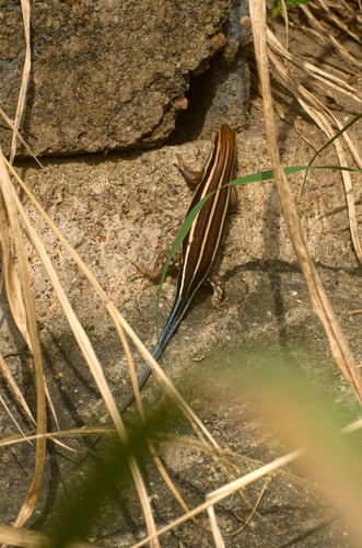African Five-lined Skink