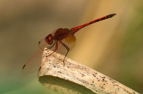 Red-veined Dropwing