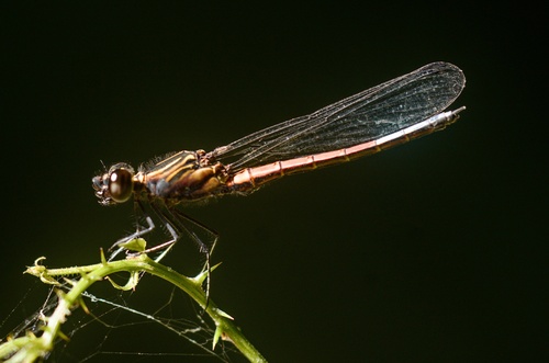 Blue-tipped Jewel