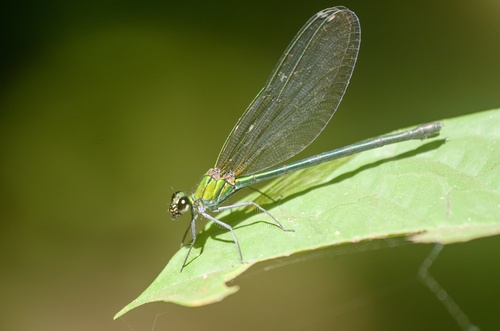 Western Bluewing