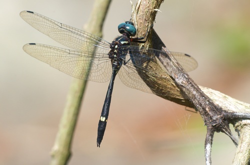 Zygonyx flavicosta