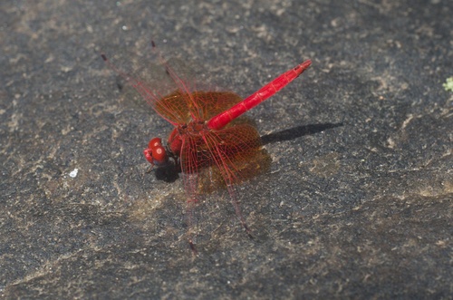 Orange-winged Dropwing