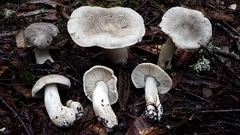 Tricholoma pardinum